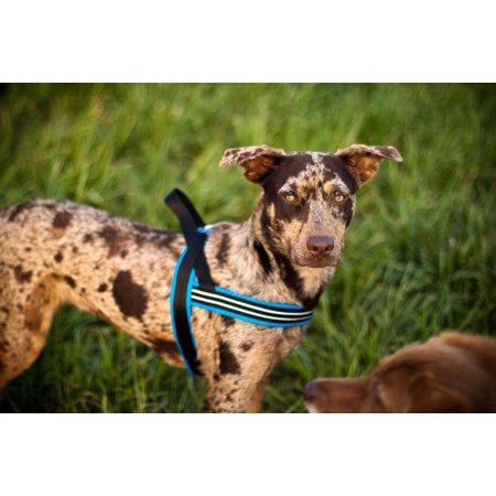ComfortFlex Sport Dog Harness   No-Choke, Fully Padded, Non-Chafing Harness - Hunter Orange, XLarge - F6 - 1814