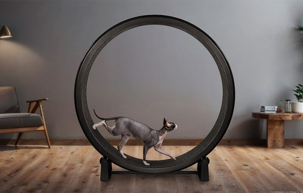 One Fast Cat - Cat Exercise Wheel - Gen. 7 - Safe 48" Diameter - Made in The USA - Black Wheel with Black Felt Traction Pads and Solid Inline Wheels - L11 - 1671