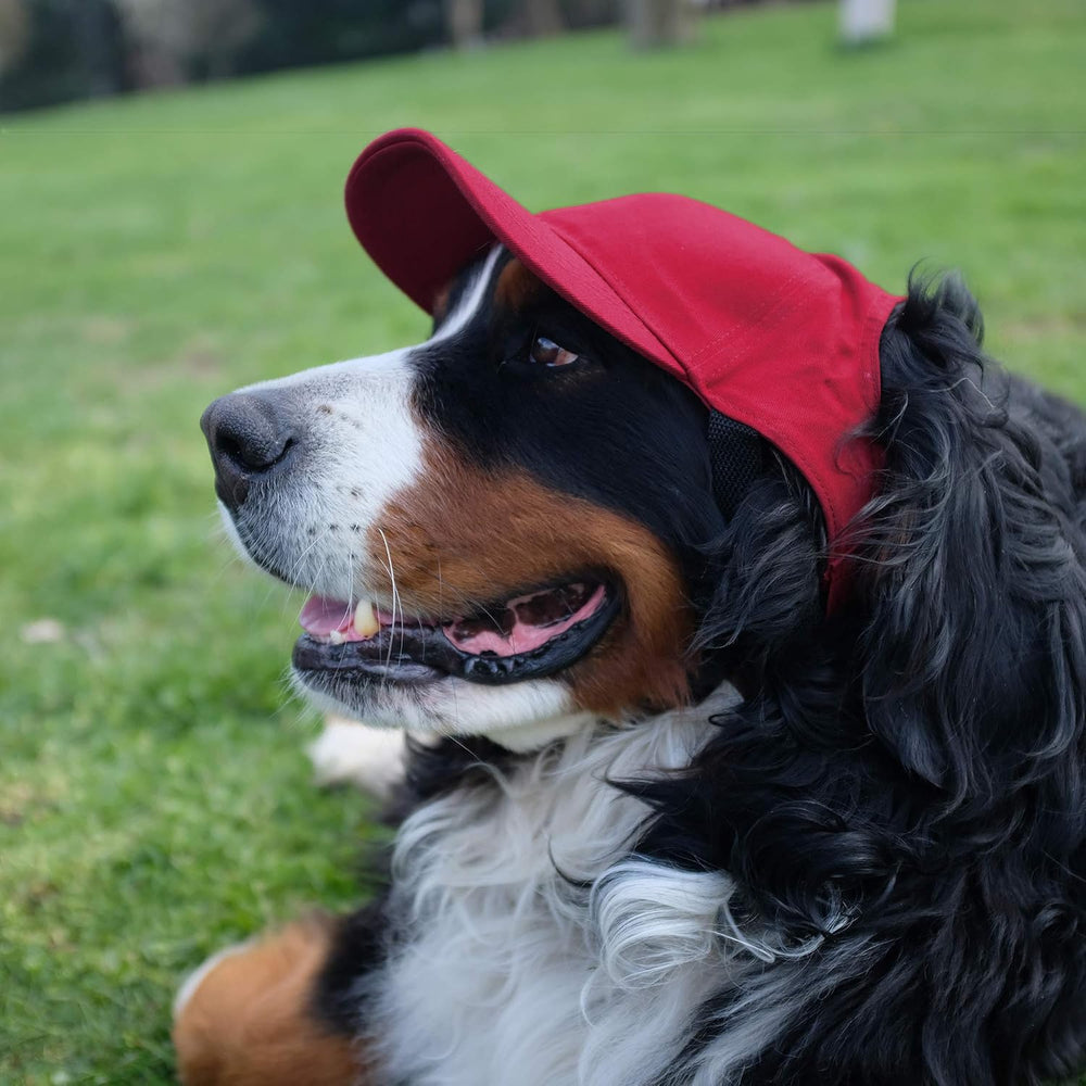 Littlearth Unisex NCAA Pet Baseball Hat Size Small - F13 - 226